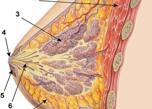 Đối tượng dễ mắc ung thư vú